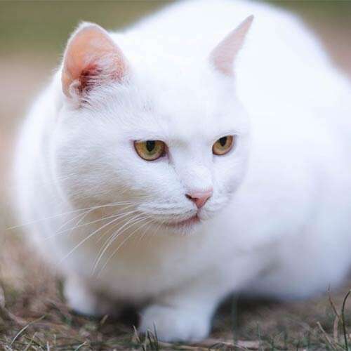 Moon Unit