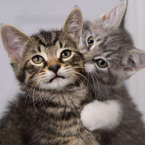 Pip & Squeak