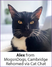 Black and white rescue cat, Alex, homed through cat chat.
