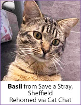 Tabby rescue cat, Basil, homed via Cat Chat.