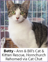 Tabby and white rescue cat, Betty, homed via Cat Chat.