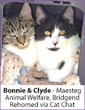 Bonnie & Clyde, rescue cats, from Maesteg Animal Welfare Society, Bridgend; homed via Cat Chat.