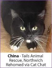 Black and white rescue cat, China, homed via Cat Chat.