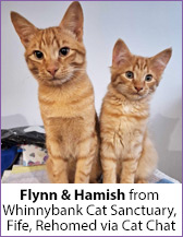 Ginger tabby rescue cats Flynn and Hamish, homed via Cat Chat.