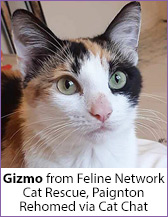 Calico and white rescue cat, Gizmo, homed via Cat Chat.
