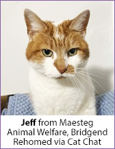 Ginger and white rescue cat, Jeff, homed via Ca Chat.