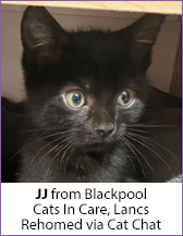 Black rescue cat, JJ from Blackpool Cats In Care; homed via Cat Chat.