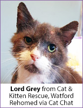 Grey and White rescue cat, Lord Grey, homed via Cat Chat.