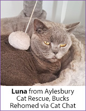 Grey rescue cat, Luna from Aylesbury Cat Rescue, homed via Cat Chat.