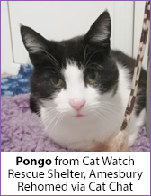 Black and white rescue cat, Pongo, homed via Cat Chat.