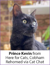 Black rescue cat, Prince Kevin, homed via Cat Chat.