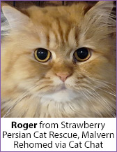 Ginger rescue cat Roger, homed via Cat Chat.