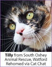 Dark calico rescue cat, Tilly from South Oxhey Animal Rescue, Watford; homed via Cat Chat.