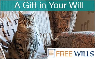 Tabby cat sitting on an armchair.