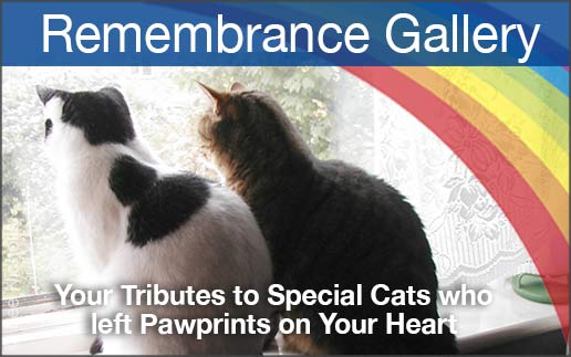 Two cats on a windowsill, and a rainbow.