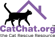 Cat Chat